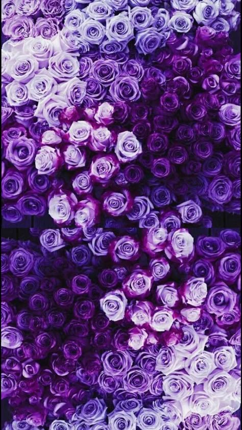 Beautiful #purple roses | #purpleaesthetic #allthingspurple #purplecolor #purplephotography Wallpaper Mawar, Purple Roses Wallpaper, Purple Flowers Wallpaper, Lilac Roses, Wallpaper Pastel, Trendy Wallpaper, Purple Love, Violet Flower, All Things Purple