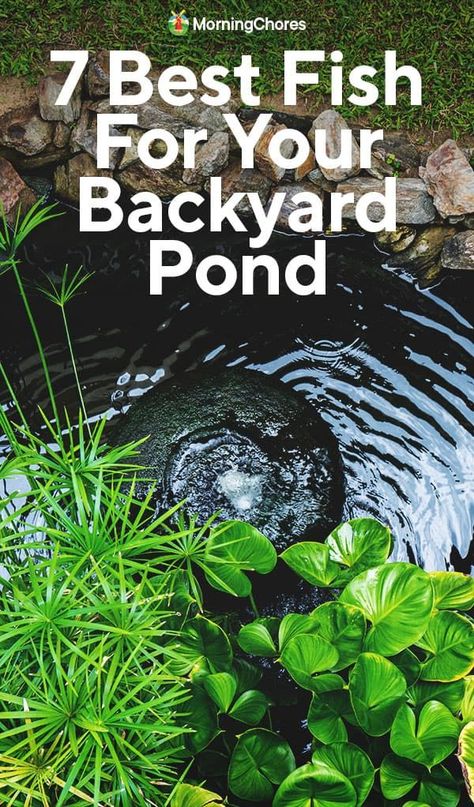 Dreaming of a pond filled with fish? Here are 7 of the best species to consider and how to pick the right one for your space. Catfish Pond, Small Fish Pond, Fish Ponds Backyard, Common Goldfish, Morning Chores, Sturgeon Fish, Fish Pond Gardens, Backyard Ponds, Fish Farm