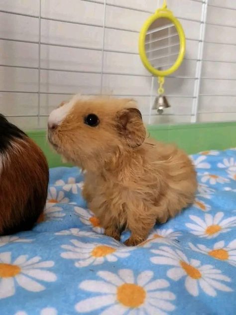 Cute Pet Animals, Cute Guinea Pig Cage Ideas, Ginnie Pigs, Funny Guinea Pigs, Guinea Pigs Cute, Indoor Guinea Pig Cage, Guinea Pig Cages, Baby Guinea Pigs, Pet Guinea Pigs