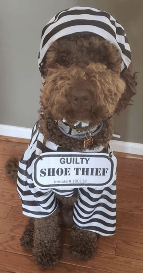 Halloween Costumes For Yorkies, Costumes For Poodles, Labradoodle Halloween Costumes, Doggie Halloween Costumes, Cocker Spaniel Halloween Costume, Bernedoodle Halloween Costumes, Dog Hollowed Costumes, Cute Puppy Halloween Costumes, Golden Doodle Costumes