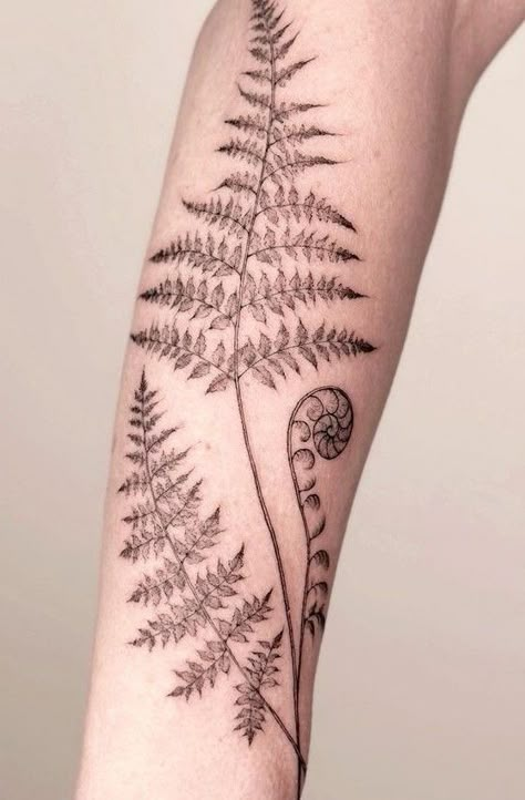 Ferns And Wildflowers Tattoo, Fern Unfurling Tattoo, Fern Filler Tattoo, Fern Dotwork Tattoo, Fern And Feather Tattoo, Tree Fern Tattoo, Fern And Fiddlehead Tattoo, Small Tattoos To Add To Sleeve, Licorice Fern Tattoo