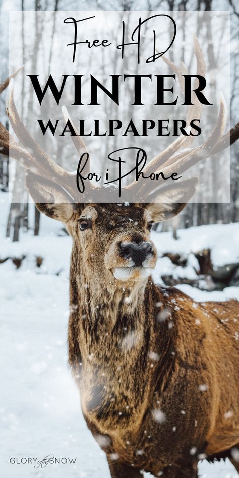 Winter Phone Backgrounds Wallpapers, Girly Wallpaper Backgrounds, Cozy Wallpaper Iphone Aesthetic, Hd Winter Wallpaper, Winter Landscape Wallpaper, Winter Screensavers, Winter Wallpaper Backgrounds, Iphone Winter Wallpaper, Wallpaper Iphone Winter