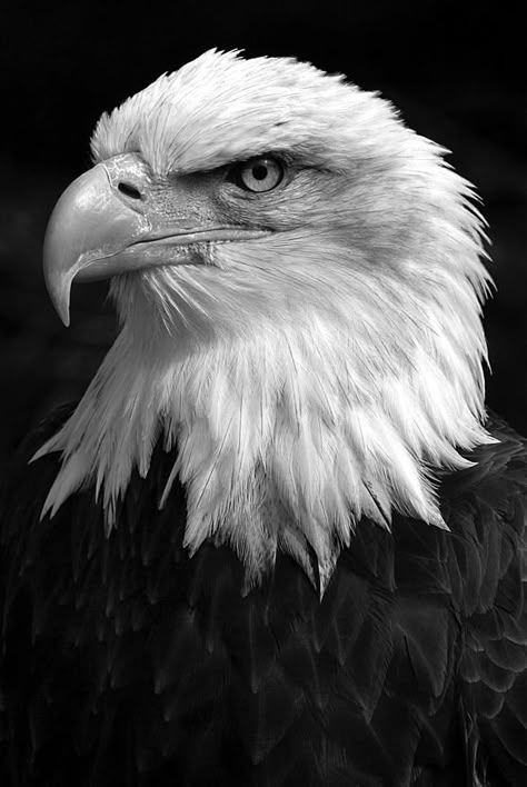 Check out the photo I entered in ‘Wildlife in black and white’. Enter free #photography #contests @photocrowd Eagle Anatomy, Eagle Reference, Eagle Head Tattoo, Eagle Artwork, Eagle Drawing, Eagle Images, Eagle Painting, Eagle Wallpaper, Black And White Birds