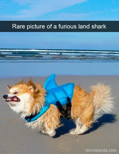 Hilarious Dogs, Dog Snapchats, Funny Animals With Captions, Dogs Funny, Funny Dog Memes, Funny Dog Pictures, Funny Animal Jokes, Memes Humor, Cute Funny Dogs