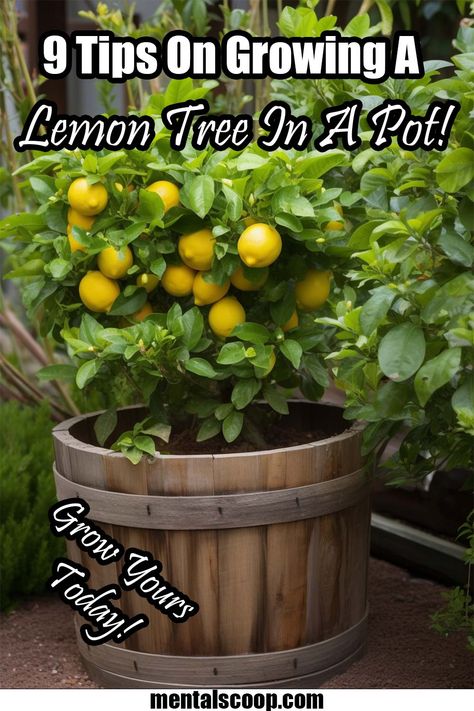 Small Lemon Tree In Pot, Patio Lemon Tree, Grow Lemon Tree In Pot, Potted Meyer Lemon Tree, Lemon Bush Plant, Lemon Tree Planting, Lemon Tree In Container, Growing A Lemon Tree In A Pot, Improved Meyer Lemon Tree