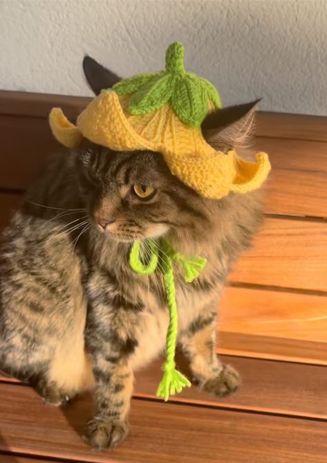 Hats For Cats, Hat For Cat, Cat Hats, Funky Hats, Cute Hat, For Cats, 5 Star, Cute Cat, Hats