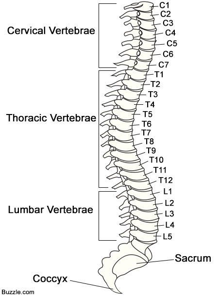 Anatomy of the Spinal Cord And Its Functions - Bodytomy Human Vertebrae, Spinal Cord Anatomy, Muscle Diagram, Human Skeleton Anatomy, Thoracic Vertebrae, Anatomy Bones, Human Spine, Body Diagram, Spinal Nerve