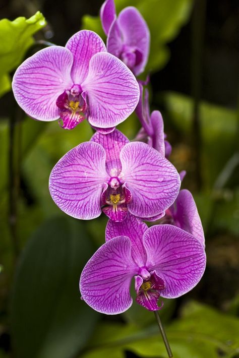 tropical plants and flowers | ... which has all kinds of orchids and other beautiful rainforest plants Rainforest Flowers, Tropical Greenhouses, Rainforest Plants, Trendy Plants, Purple Orchids, Beautiful Orchids, Forest Flowers, Tropical Rainforest, Plant Pictures