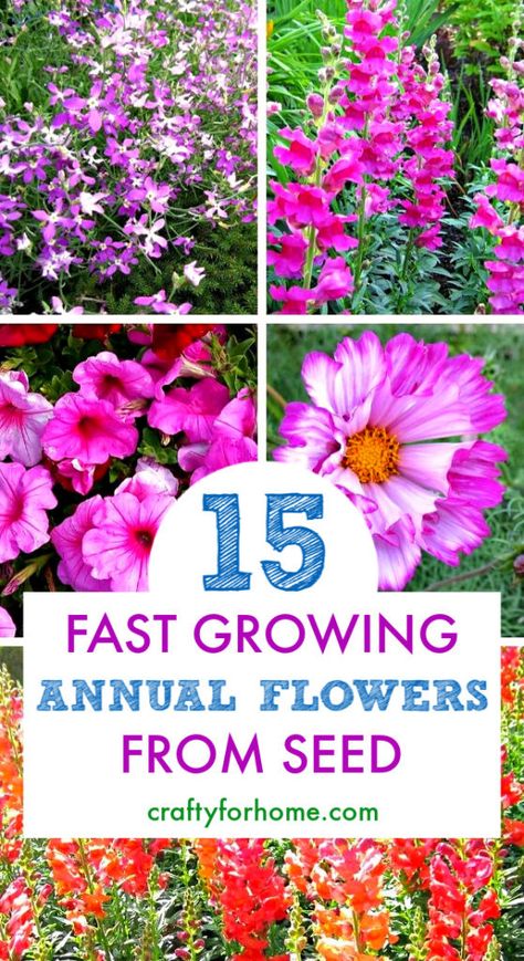 Scented Plants, Indoor Gardening Supplies, Easy Gardening Ideas, Flowers From Seed, Easiest Flowers To Grow, Grow From Seed, Easy Flowers, Tattoos Butterfly, Container Garden Ideas