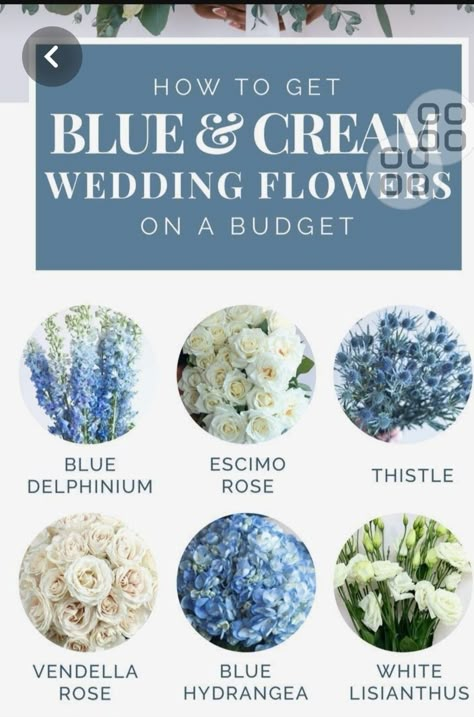 Cream Wedding Flowers, Bar Mitzva, Cream Wedding, Delphinium, Event Ideas, Blue Rose, Blue Cream, White Roses, Hydrangea