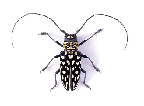 godofinsects.com :: Longhorn Beetle (Stellognatha cornutus) Horn Beetle Tattoo, Longhorn Beetle Tattoo, Black And White Beetle, Stag Beetle Aesthetic, Feather Horned Beetle, Long Horned Beetle, Beetle Wings Open, Beetle Tattoo, Longhorn Beetle