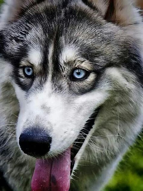 Esos ojos...tan azules... | Malamute husky, Dogs, Siberian husky