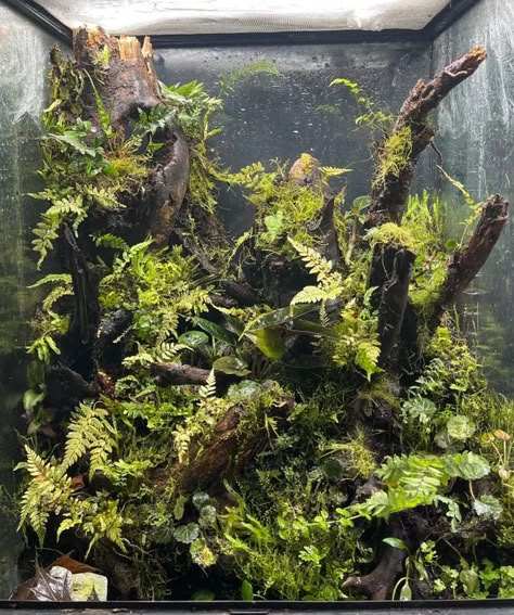 Tree Frog Enclosure, Crested Gecko Enclosure, Ball Python Enclosure, Python Enclosure, Frog Enclosure, Snake Tanks, Crested Gecko Habitat, Tarantula Habitat, Tree Frog Terrarium