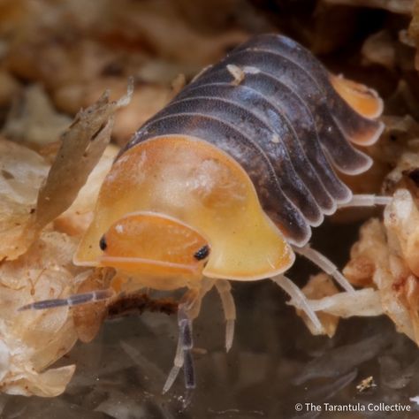 Pill Bugs, Giant Isopod, Pet Tarantula, Rolly Polly, Pill Bug, Cool Bugs, Fantasy Beasts, Lovely Creatures, Beautiful Bugs