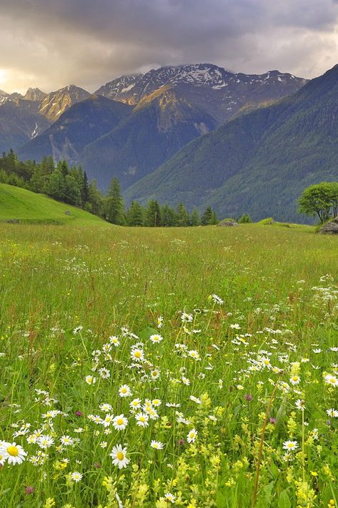 Valley Scenery, Valley Aesthetic, Flower Valley, Meadow Wallpaper, Alpine Landscape, Meadow Landscape, Tyrol Austria, Valley Of Flowers, Valley Flowers