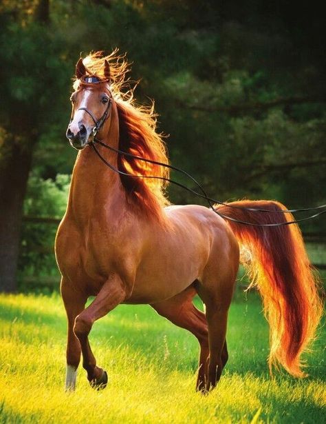 I Got 99 Horses and a Beach Paint One - I Can Has Cheezburger? Cai Arabi, American Saddlebred, Gorgeous Horses, Most Beautiful Horses, Most Beautiful Animals, Majestic Horse, Chestnut Horse, Brown Horse, Horses And Dogs