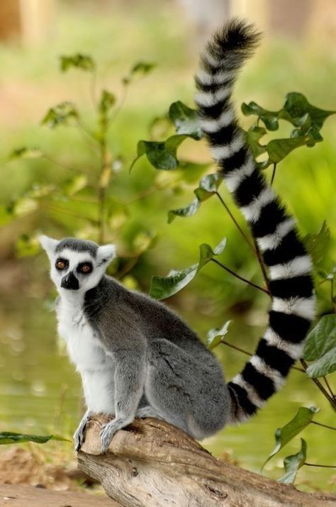 Madagascar Animals, Ring Tailed Lemur, Regnul Animal, Dream Photo, Tropical Animals, Animal Study, Wildlife Animals, Primates, Jungle Animals