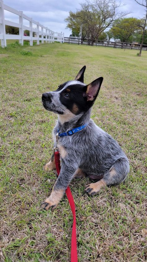 Blue Healers Dog, American Cattle Dog, Red Heeler Puppies, Pfp Dog, Red Heeler Dog, Dog Easter Basket, Blue Heeler Puppy, Australian Cattle Dog Puppy, Cattle Dog Puppy