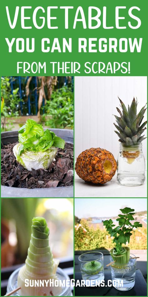 Vegetables That Regrow Themselves, Regrow Zucchini From Scraps, Replanting Vegetable Scraps, Organized Garden Layout, How To Grow Cabbage From Scraps, Regrow Lettuce From Scraps, Planting From Scraps, Vegetables You Can Grow From Scraps, Grow Spinach From Scraps