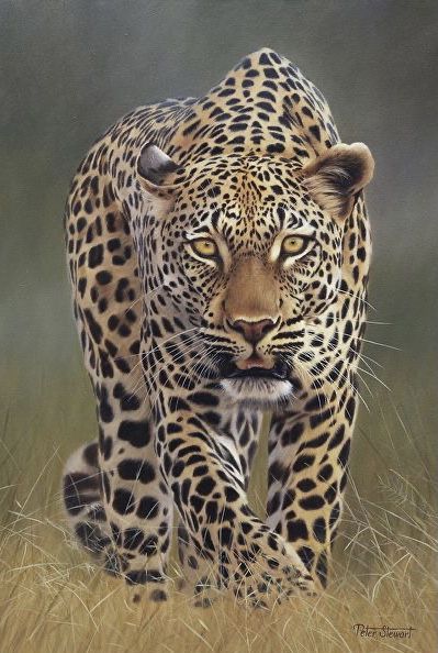 Leopard Pictures, Big Cat Tattoo, Leopard Art, Tiger Pictures, Wild Animals Pictures, Creation Photo, Exotic Cats, Big Cats Art, Wildlife Paintings