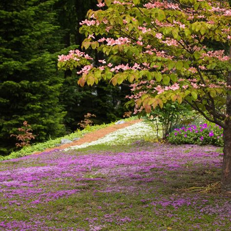 Natural Lawn Alternatives, Moss Lawn Aesthetic, Creeping Plants Ground Covering, Red Creeping Thyme Lawn, Moss Lawn Front Yards, Creeping Thyme Lawn, Tapestry Lawn, No Mow Lawn, Thyme Lawn