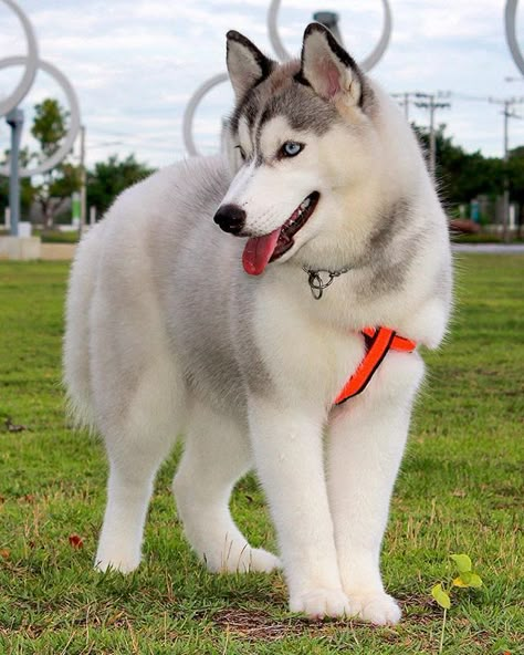 Perro lobo siberiano blanco... Caine Husky, Healthiest Dog Breeds, White Siberian Husky, Alaskan Husky, Cute Husky, Husky Mom, Husky Lover, Siberian Husky Dog, Husky Mix