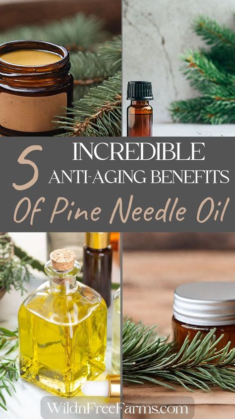 pine needle anti-aging cream Shea Butter Lotion Recipe, Anti Aging Face Cream Diy, Shea Butter Recipes, Pine Oil, Pine Essential Oil, Shea Butter Lotion, Holistic Skin Care, Lotion Recipe, Whipped Shea Butter