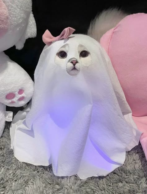 Silly Kitties, Halloween Cats, Cat Pfp, Ghost Cat, Cute Kitties, Cat Icon, Silly Animals, Funny Cat Pictures, Cat Costumes