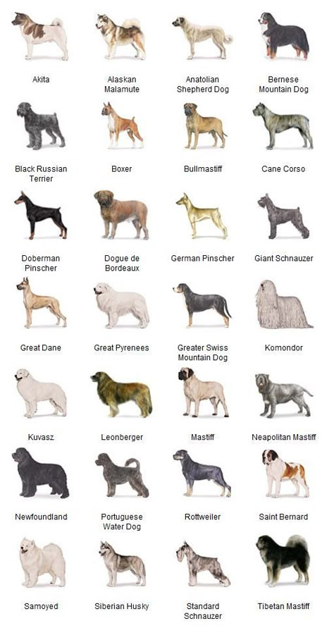 working group and hunting group. High Energy Dog Breeds, Working Dog Breeds, Caine Husky, Dog Breeds Chart, Anjing Poodle, Tiny Dog Breeds, Working Dogs Breeds, Akc Breeds, Dog Breeds List