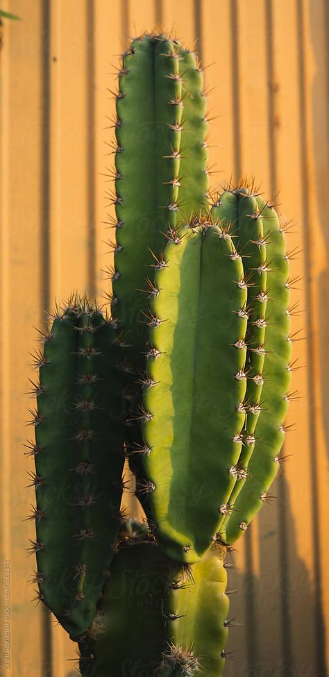 A large cactus along the fence of a country house. Cactus Reference Photos, Cactus Reference, Cactus In Desert, Cactus Photos, Cactus Aesthetic, Cool Cactus, Plant Reference, Cactus House, Cactus Photo