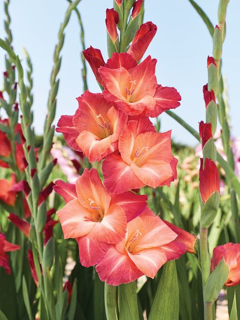 Gladiolus Tattoo, Flower References, Flower Reference, Gladiolus Flower, The Balcony, Birth Flower, Birth Month, Birth Flowers, Pretty Flowers