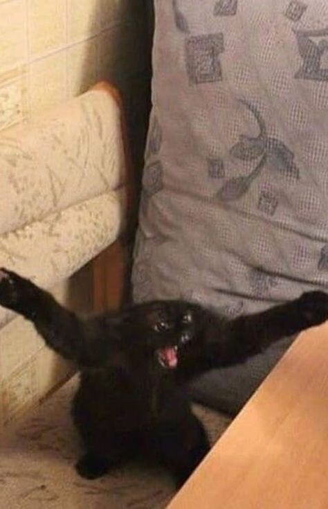 Cursed Cats, Meme Chat, Cats Pictures, Silly Cats Pictures, Cat Meme, Funny Animal Jokes, A Black Cat, 웃긴 사진, Silly Animals