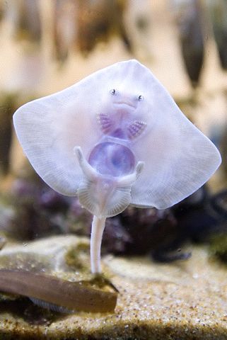 baby stingray | Found at an aquarium in Scotland. | James Watt | Flickr Baby Stingray, Under Water, Sealife, Ocean Life, Tropical Fish, Stingray, Sea Animals, Marine Life, Sharks