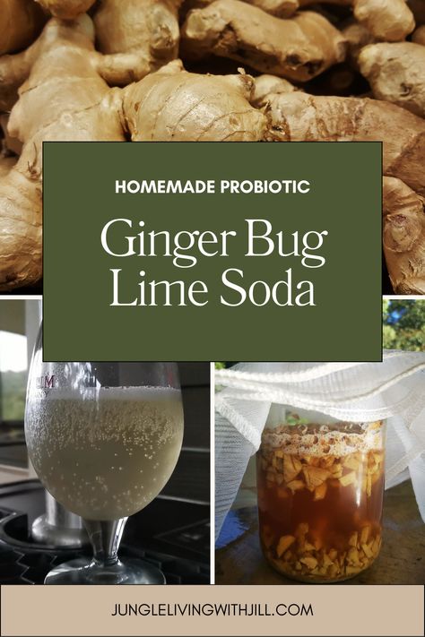 Homemade soda made from a ginger bug! Learn how to start your own ginger bug and make your own delicious, probiotic-loaded soda! #gingerbug #homemadesoda #limesoda #sodarecipe Ginger Ale With Ginger Bug, Gingerbug Soda Recipes, How To Make A Ginger Bug, Ginger Bug Recipe Sodas, Homemade Sprite Soda, Gingerbug Soda, Ginger Bug Recipe, Ginger Bug Soda Recipes, Ginger Bug Soda