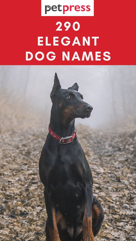 Top 290 Elegant Dog Names for Male and Female Dogs Doberman Dog Names, Strong Dog Names Male, Masculine Dog Names, Female Dog Names Unique List, Strong Female Dog Names, Male Puppy Names, Female Dog Names Unique, Male Dog Names List, Names For Male Dogs