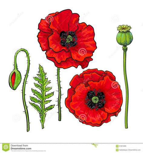 Hand Drawn Set Of Red Poppy Flower, Bud, Pod, Leaf Stock Vector - Illustration of field, flower: 91814385 Poppy Flower Drawing, Poppy Flower Art, Red Poppy Flower, Poppy Drawing, Watercolor Poppies, Poppy Painting, Red Poppy, Drawing Set, Flower Bud