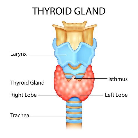 Education Drawing, Medical Drawings, Basic Anatomy And Physiology, Graves Disease, Like A Butterfly, Biology Notes, Thyroid Gland, Apple Shaped, Thyroid Hormone