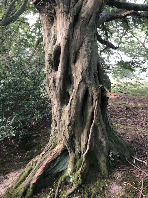 Old Tree Photography, Crown Shyness Trees, Tree Photo Reference, Old Trees Photography, Washington Rainforest, Faces In Trees, Tree Trunk Texture, Tree Anatomy, Scary Trees