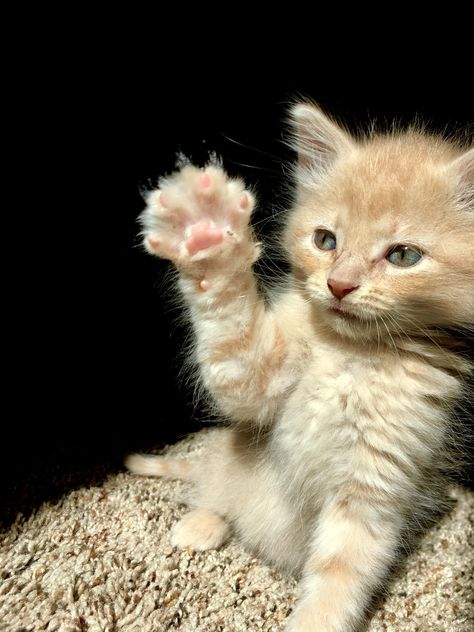 just waving hello! Cat Waving, Waving Cat, Cat Pics, Kittens Cutest, Animal Photography, Pet Adoption, Animal Rescue, Cute Pictures, Picture Video