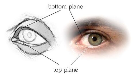 Eye Anatomy Diagram, Eye Structure, Anatomy Studies, Eye Study, Eye Anatomy, Head Anatomy, Facial Anatomy, Realistic Eyes, Realistic Eye Drawing