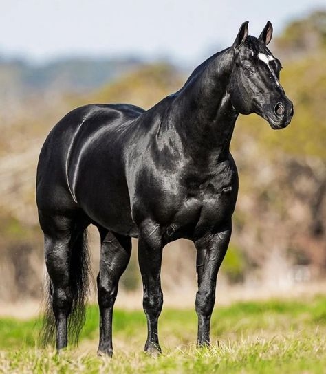 Horse Coat Colors, Rodeo Horses, Black Stallion, American Quarter Horse, Black Horses, Thoroughbred Horse, Horse World, Black Horse, Horse Photos