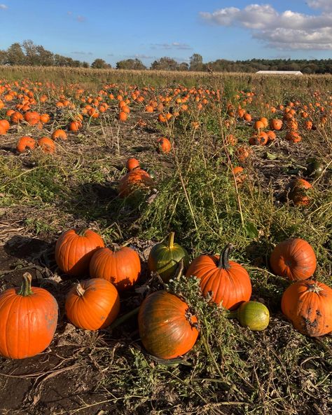 Pumpkin Picking Aesthetic, Pumpkin Patch Aesthetic, Patch Aesthetic, Pumpkin Patch Farm, Aesthetic Pumpkin, Fall Szn, Farm Aesthetic, Cozy Halloween, Pumpkin Picking