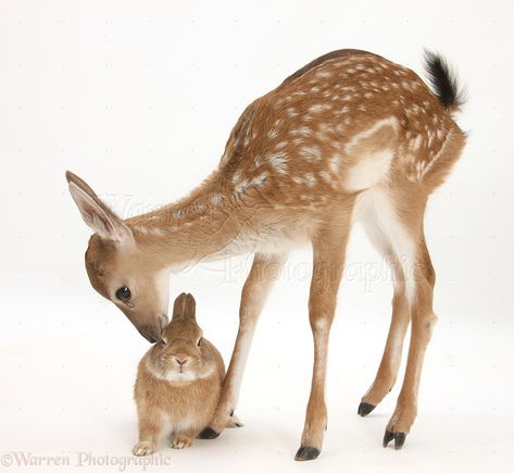 . Fawns Deer, Bambi And Thumper, Deer Fawn, Fallow Deer, Animals Friendship, Pretty Animals, Oh Deer, Baby Deer, Woodland Creatures