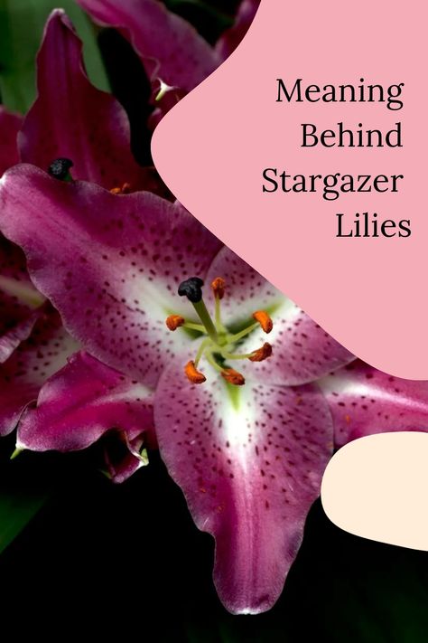 Additionally, the meaning of stargazer lily meaning symbolism can be influenced by their color, with white stargazer lilies representing purity. Overall, Stargazer Lily Tattoo Color, Lily Tattoo Color, Lilly Painting, Pink Stargazer Lily, Lily Meaning, Stargazer Lily Tattoo, Stargazer Lilly, Lily Wallpaper, Tattoo Color