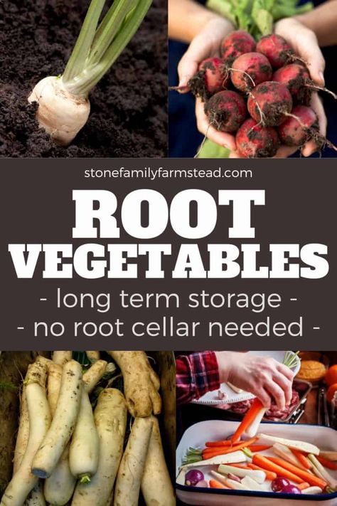 Growing a ton of root vegetables, but have no idea how to keep them fresh for the year? No worries -- you can learn root vegetable storage pretty easily! Use these carrot, onion and potato storage ideas for your more commonly used root veggies, PLUS learn how to store other root veggies like beets, sweet potato, and more! Each root veggie has it's own temperature and humidity preferences, and as long as you follow those, you'll be enjoying root veggies all year! #vegetables #storage #longterm Potato Storage Ideas, Root Vegetable Storage, Beets Sweet Potato, Onion And Potato Storage, Vegetable Storage Ideas, How To Store Beets, Storing Root Vegetables, Carrot Storage, How To Store Carrots