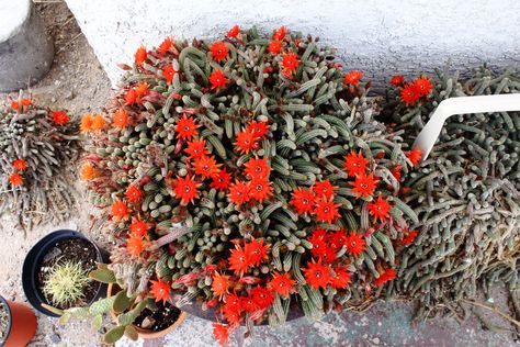 Peanut Cactus Peanut Cactus, Cacti Flowers, Cactus Seeds, Cactus Flower, Red Peppercorn, In The Garden, Fall Wreath, The Garden, Peanut