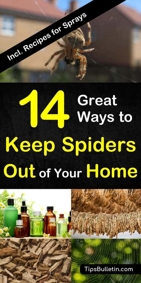 Spiders Repellent Diy, Spider Repellant, Natural Spider Repellant, Spider Repellent, Spider Spray, Repellent Diy, Spiders Repellent, Bubbles Art, Get Rid Of Spiders