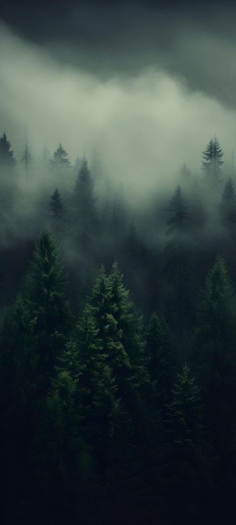 Dark Green Twilight Aesthetic, Foggy Trees Wallpaper, Forest Aesthetic Iphone Wallpaper, Iphone Background Dark Aesthetic, Forest Green Iphone Wallpaper, Sierra Core Aesthetic, Hd Forest Wallpaper, Twilight Backgrounds Wallpapers, Dark Forest Wallpaper Iphone