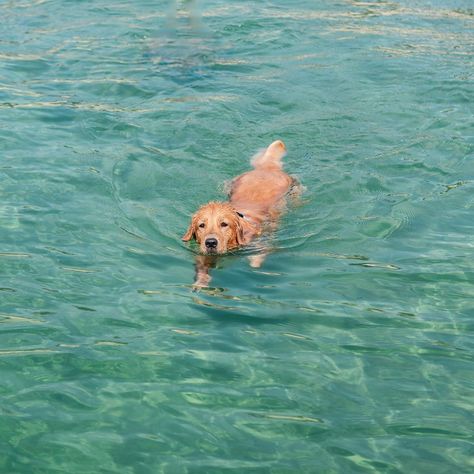 Billy Showalter, Golden Retriever Swimming, Golden Retriever Energy, Golden Retriever Beach, Dog Swimming, Really Cute Dogs, Summer Dog, Dog Beach, Dog Blog