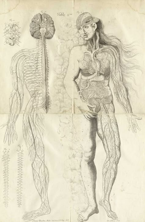 Anatomy Diagrams, Human Cadaver, Healing Images, Medical Drawings, Male Figure Drawing, Systems Art, Human Figure Drawing, Human Body Systems, Medical Art